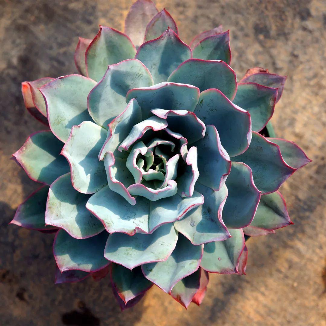 犹如一朵神圣的莲华座,真是看多久都看不够~蓝光和广寒宫,晚霞是多肉