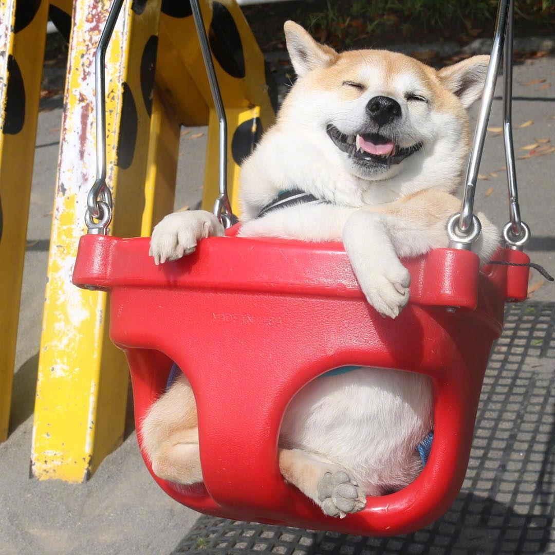 那就祝你以后开心的像狗狗一样吧!