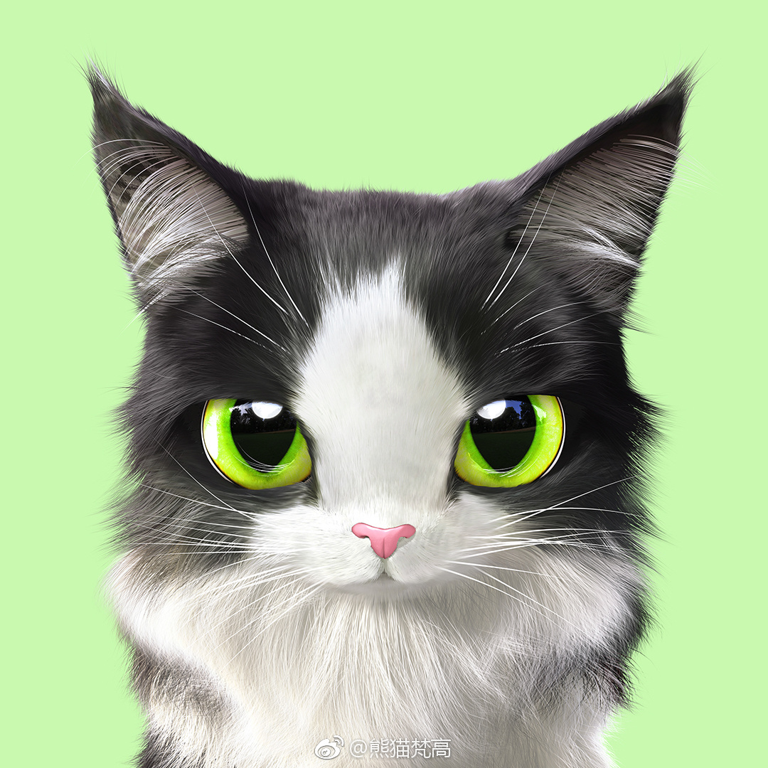 超级萌的猫咪大头照