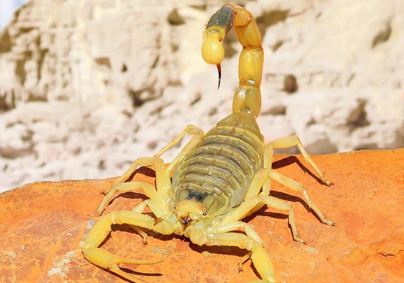 超近距离拍摄致命动物, 让你近距离领略它们的恐怖之处