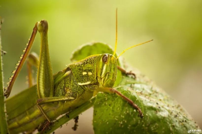 蝗虫是怎样的昆虫 它有哪些种类分布在哪些地方