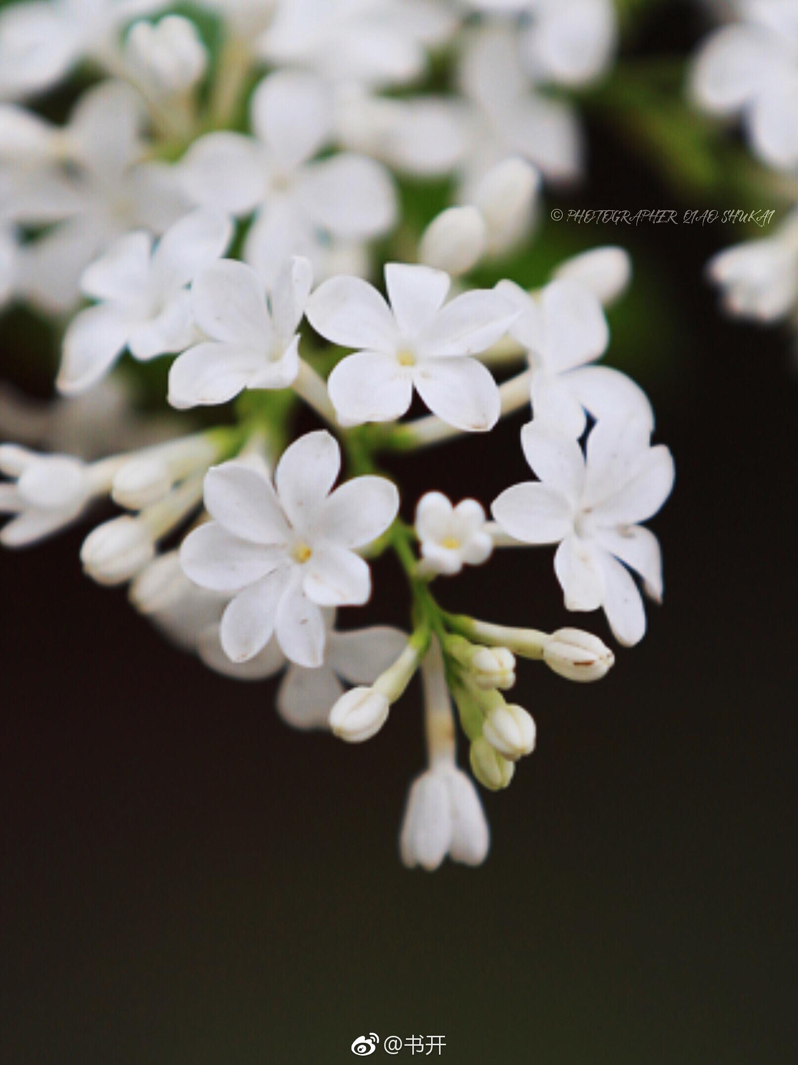 幸运的人不管到哪里总是能遇见惊喜,〖两瓣 三瓣 四瓣 五瓣 七瓣丁香