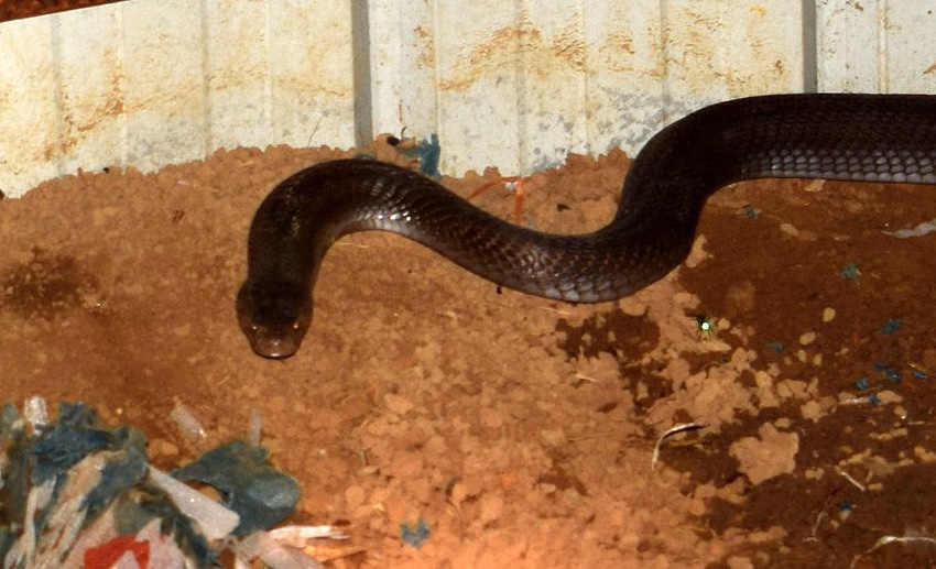 3条眼镜王蛇泼水节闯入香蕉地工棚凑热闹吓坏香蕉地工人