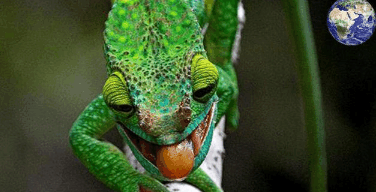 世界上最大的变色龙, 光是一条舌头就长达110厘米