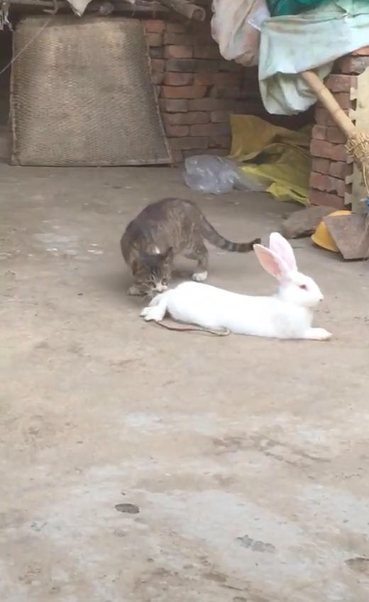 兔子独自在院中玩耍,主人回来时看到这幕,急的大喊:放过我兔子