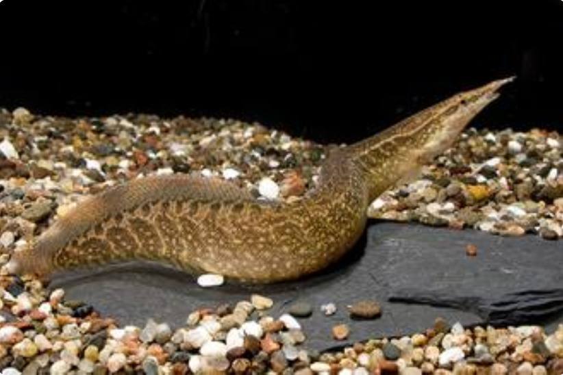 虽然刀鳅鱼卖得很贵,但是市面上只要出现刀鳅鱼,立