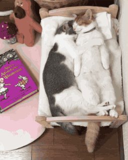 255_319竖版 竖屏gif 动态图 动图