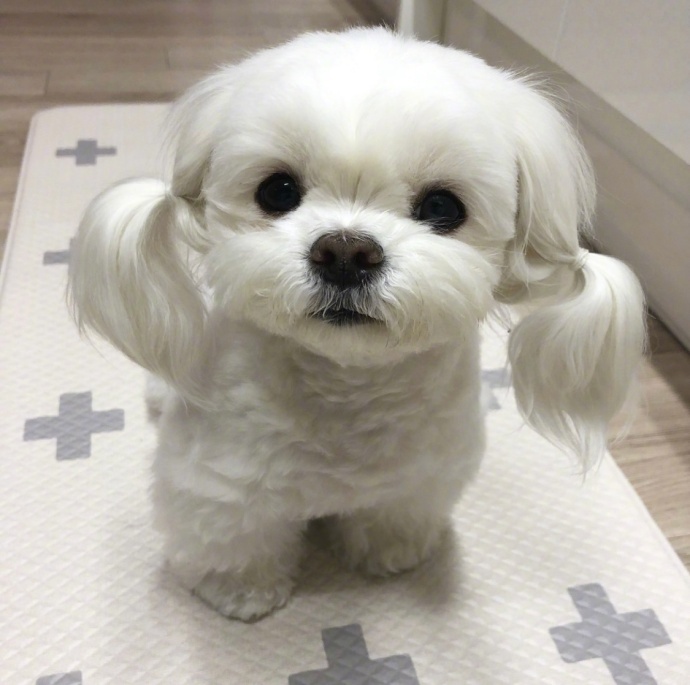 扎起辫子的狗狗好乖啊