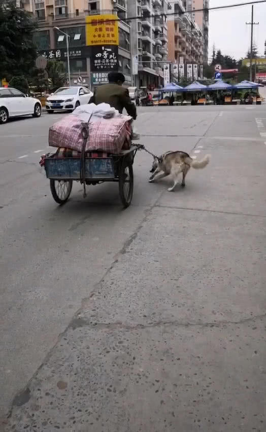 哈士奇帮老爷爷拉车,网友觉得不可思议,搞清原因后直夸二哈懂事