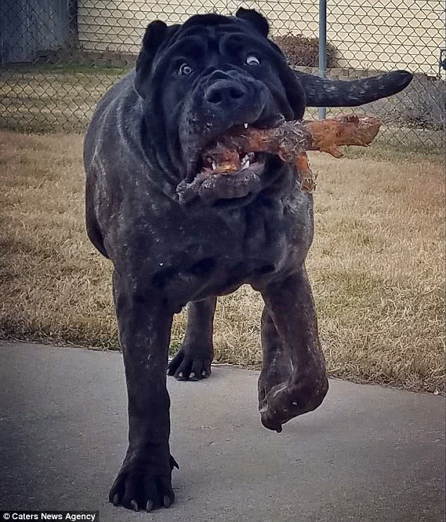 罗马战犬重返江湖