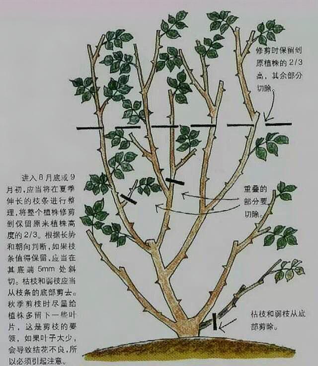 在修剪月季的时候,如果月季盆栽只是一种观花植物,可以将土面以上的
