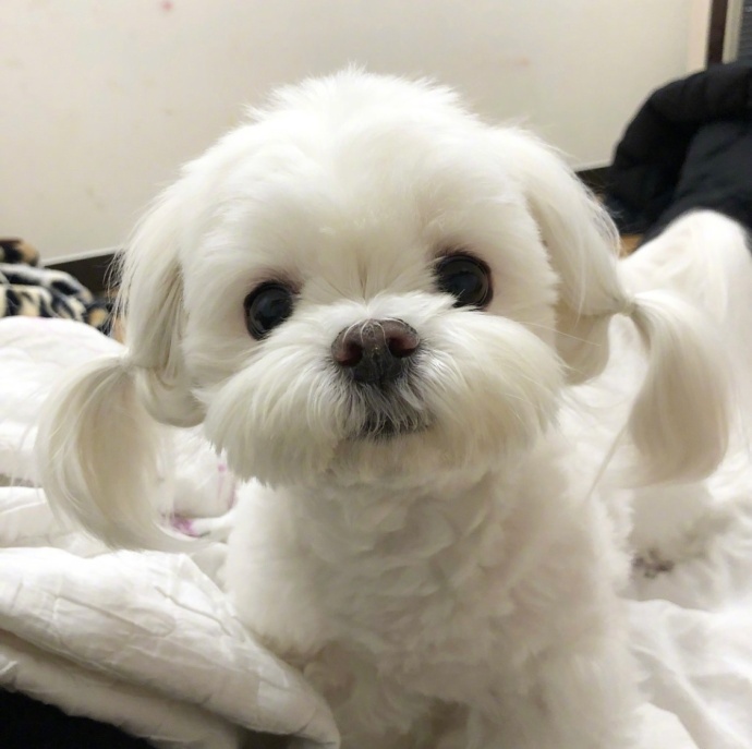 扎起辫子的狗狗好乖啊