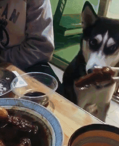 带二哈去餐厅,你绝对不知道的秘密