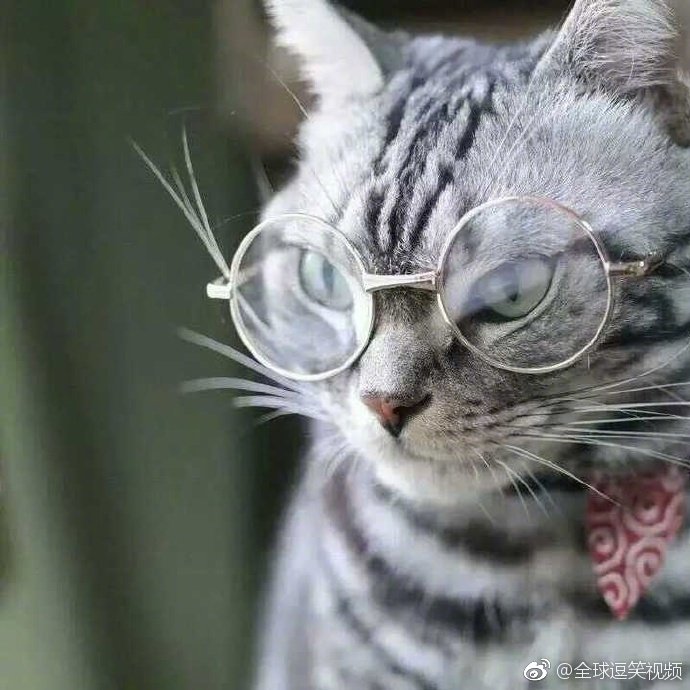 居然被一只猫给撩到了精英男斯文败类的感觉