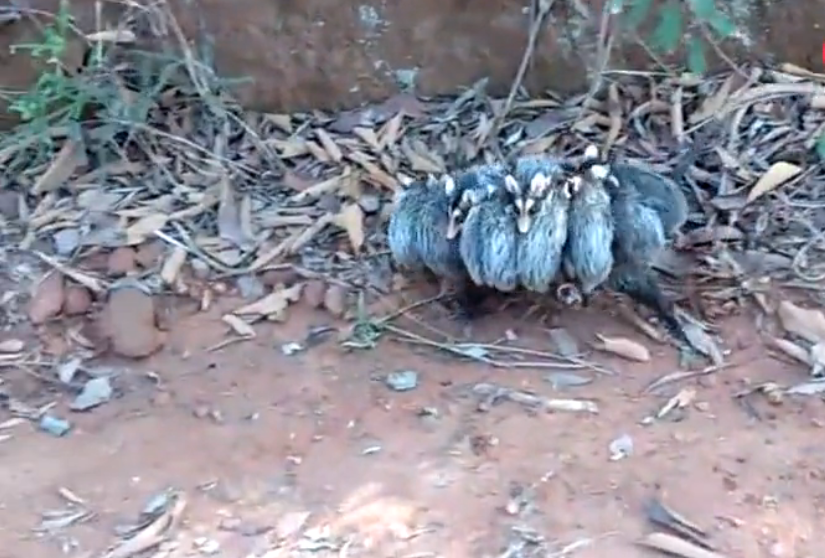 老鼠身上竟然长满了虫子走近一看让人直呼惊讶真相竟是这样