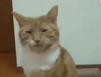 猫咪大便后闻了闻句话表情该降火了