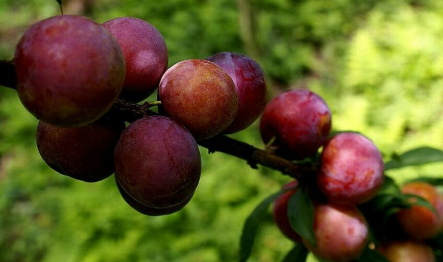 东北农村最常见的几种水果,在城里人眼里就是非常稀有的贵族水果