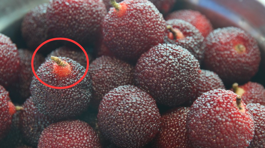 杨梅里的寄生虫真的能吃吗?看完刷新三观