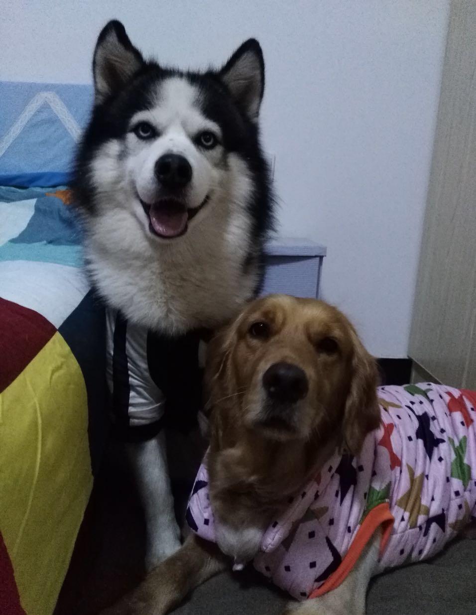 你相信二哈和金毛会有真爱吗?