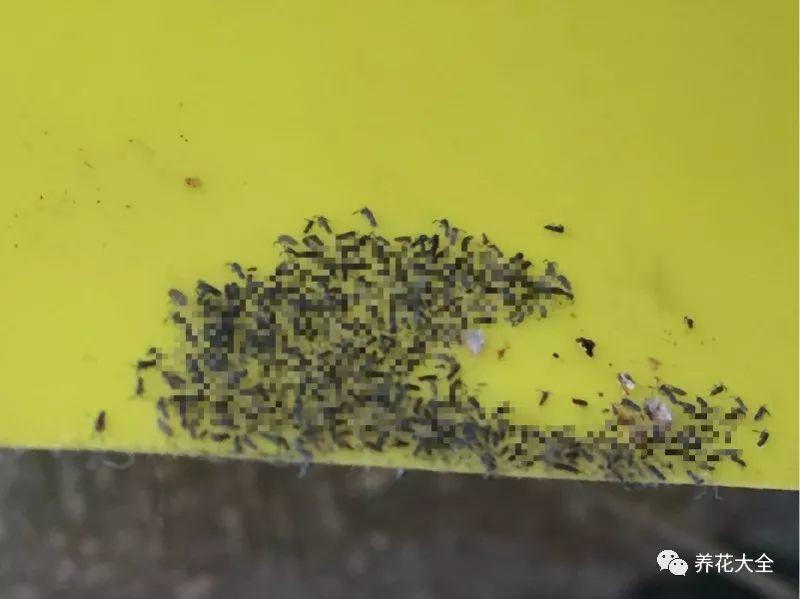 小黑飞杀不净?阳台养盆它,再也不愁花招虫!