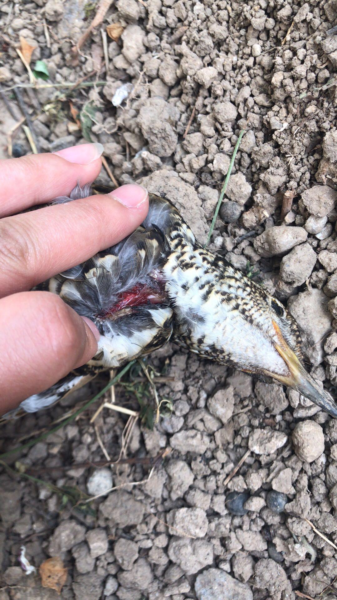 亦庄一小区,有人用气枪打死野生鸟,发生几次了