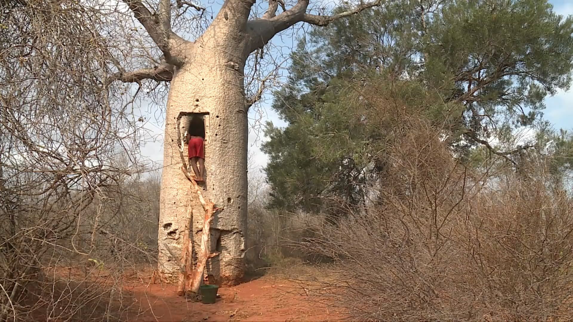 非洲马达加斯加太缺水,人喝雨水烤仙人掌,猴面包树里找水喝