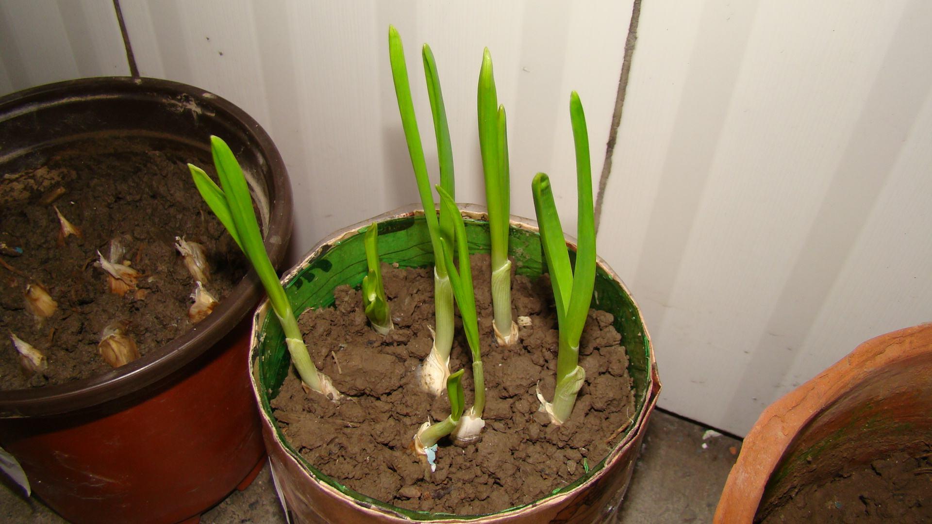 阳台上种菜居然这么简单赶紧学起来吧