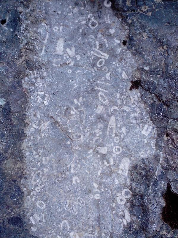 还是化石?如果是那是重大发现