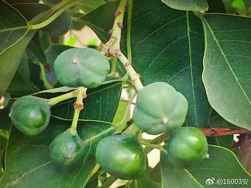 乌臼,即乌桕,落叶乔木,高8-15公尺,因乌臼鸟喜食其子而获名|落叶乔木|乌桕|黄莺儿_新浪新闻
