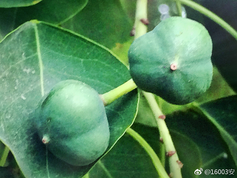 乌臼，即乌桕，落叶乔木，高8-15公尺，因乌臼鸟喜食其子而获名