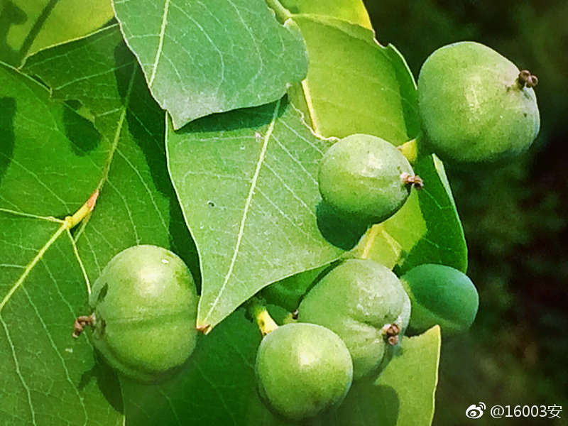 乌臼,即乌桕,落叶乔木,高8-15公尺,因乌臼鸟喜食其子而获名