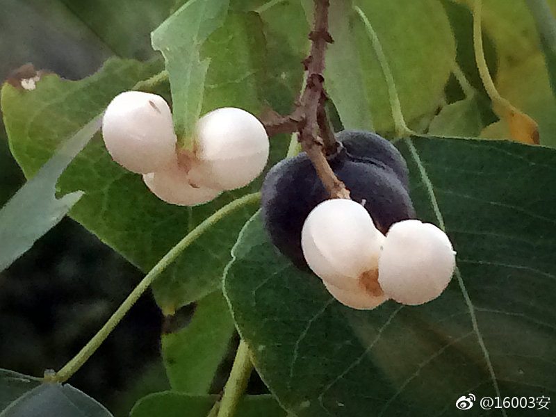 乌桕子(二)长的这么可口的样子却吃不得,简直不能忍。|乌桕|样子_新浪新闻