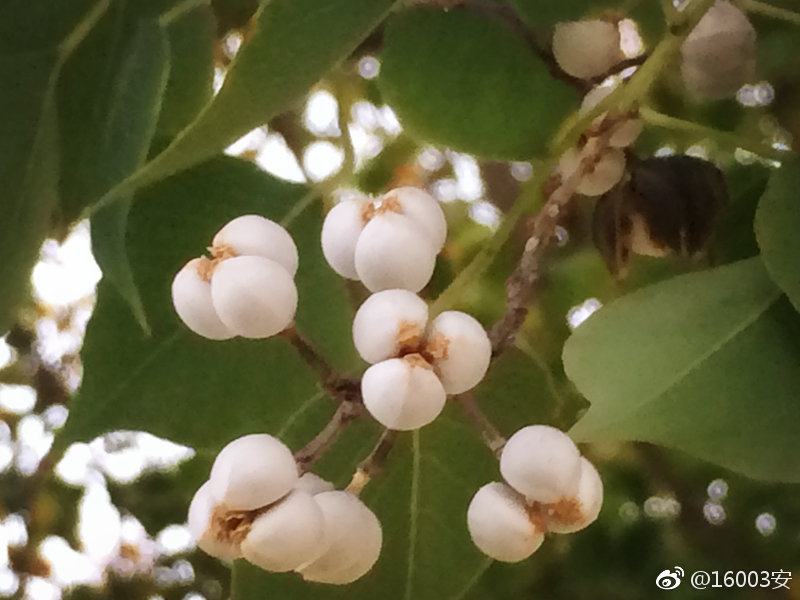 乌桕树上的白果图片