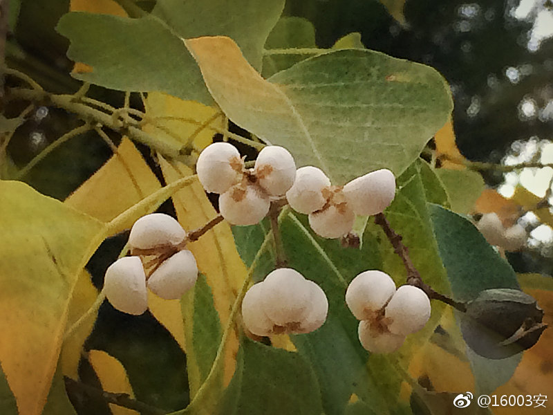 乌桕子(二)长的这么可口的样子却吃不得,简直不能忍。|乌桕|样子_新浪新闻