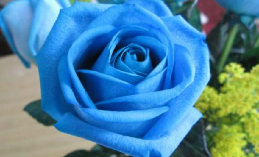 月季花为蔷薇科蔷薇属直立灌木,高可达2米.