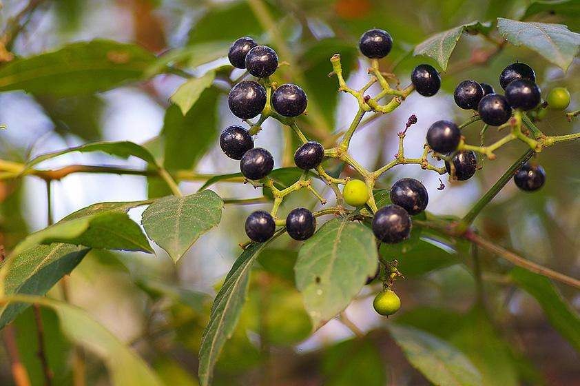 大千世界中名不见经传的蜀药比人参还难买到的乌敛莓