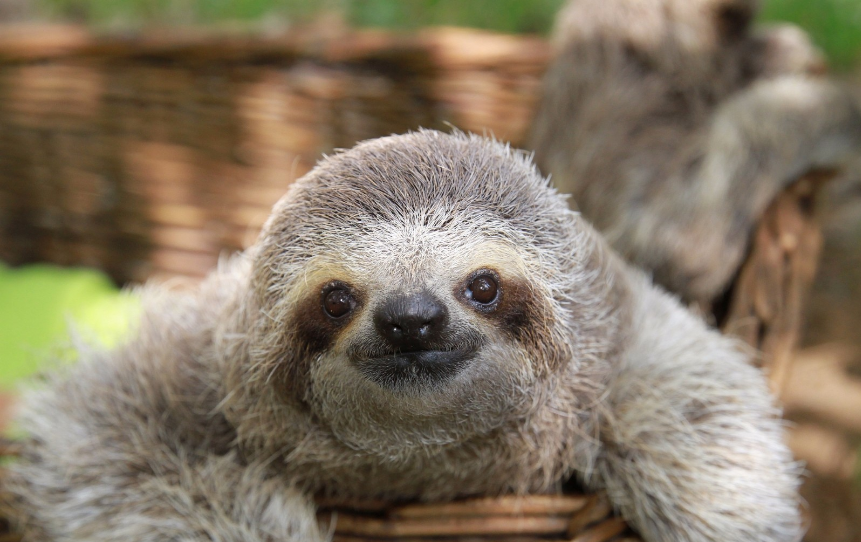 脑洞冷知识:树懒一周只拉一次屎,粪便有多重?能拉体重三分之一