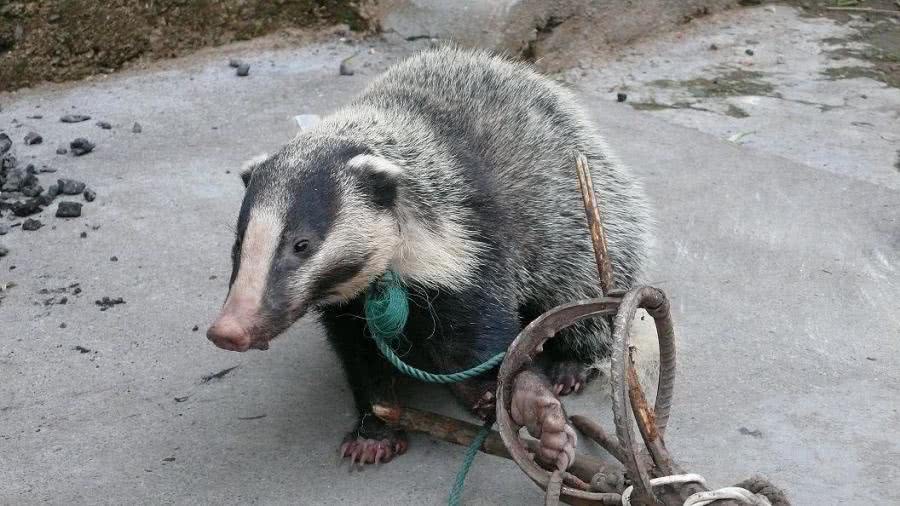 小獾猪偷吃被抓,于是变成了美味.