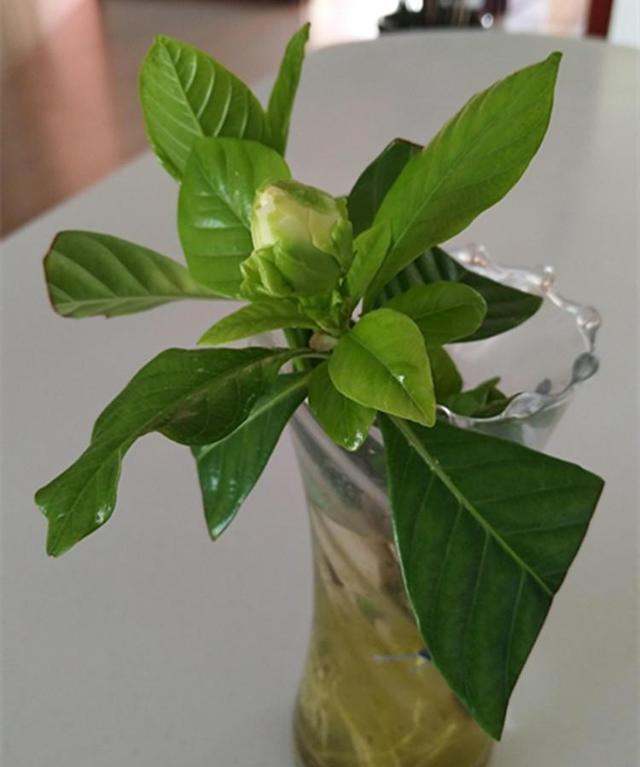 栀子花水培起来不仅容易还能开花大