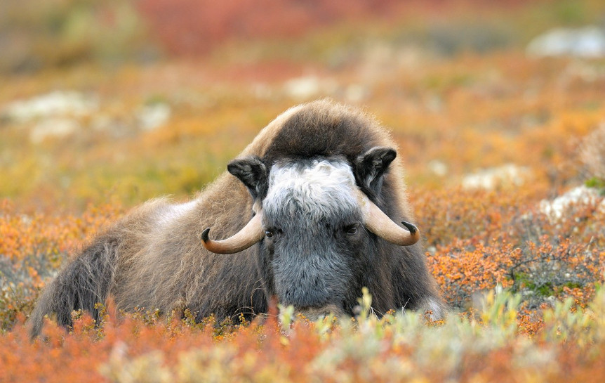 由于当时北美大陆尚无人类居住,它才得以幸存|麝牛|公牛|石器时代