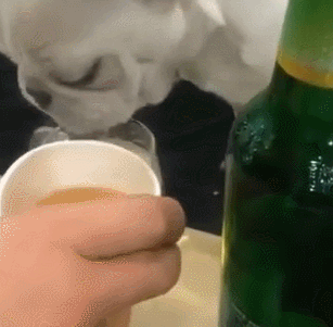 主人喝酒时刚倒满一杯啤酒,狗子这一动作让人笑喷!