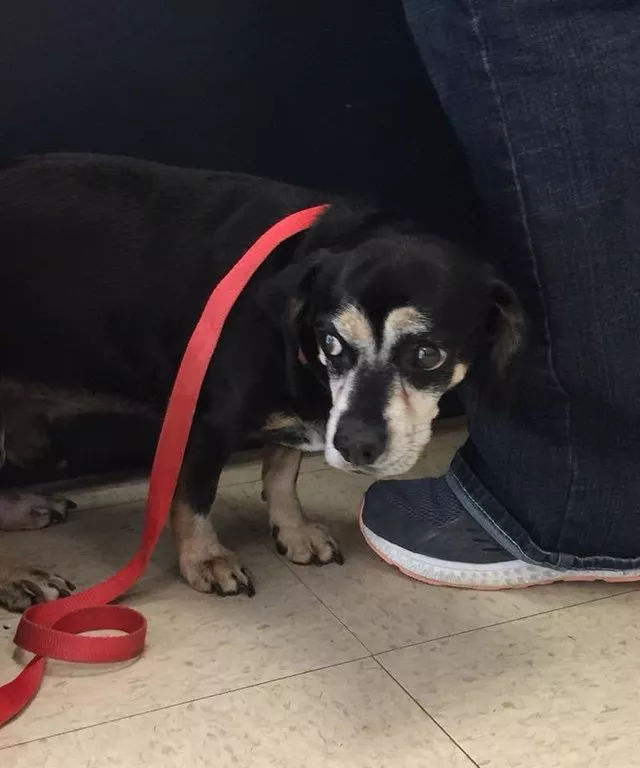 狗狗害怕的躲在主人身后,但它不知道主人已经签下安乐死同意书