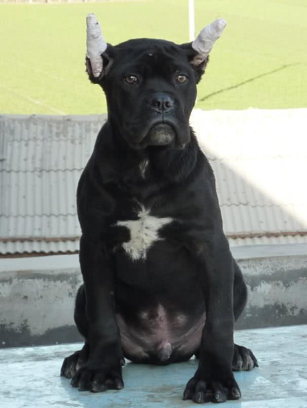 长相凶残,脾气暴躁的卡斯罗犬,也有温柔的一面