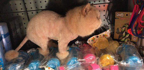 给猫咪剪了一个造型,它眼里每天都是的满满的杀气