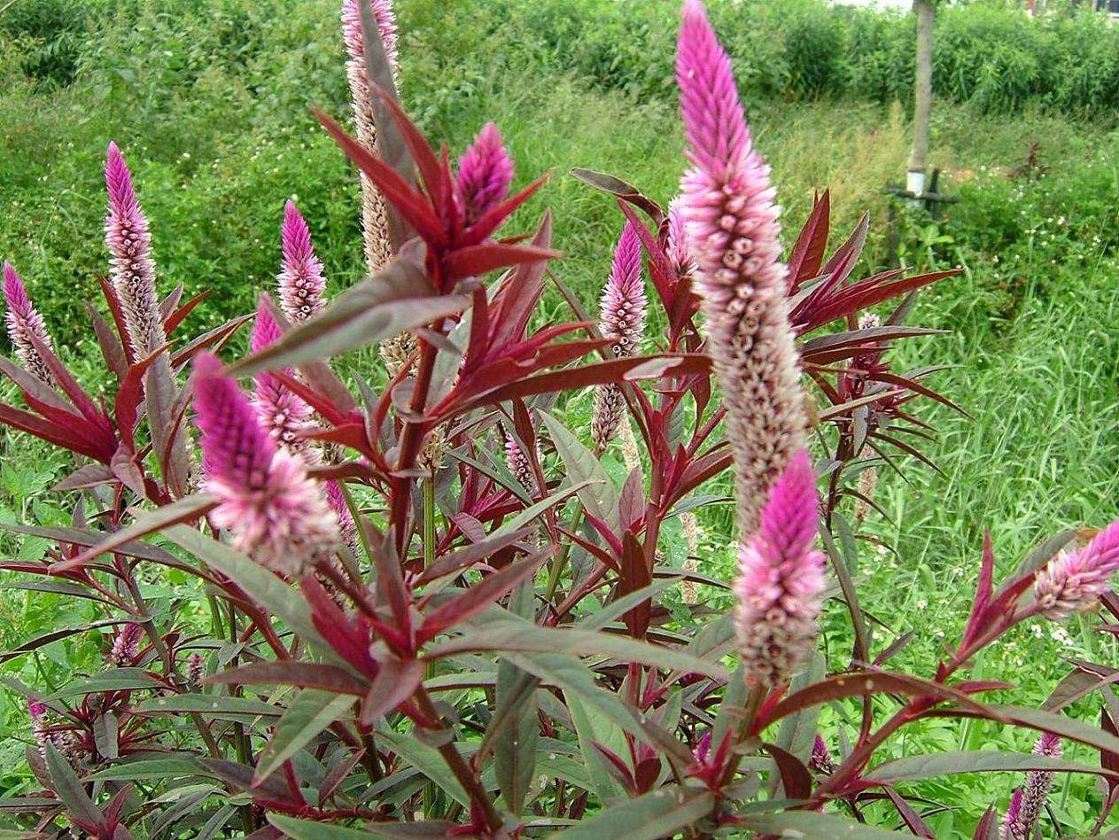 像是一条长长的动物尾巴,而花的顶部又像是公鸡的鸡冠,这种野草就是"