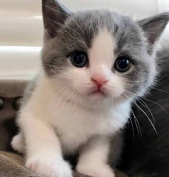 大眼软萌表情无辜的小奶猫,粉嫩鼻头和毛茸茸的小爪子超治愈呀