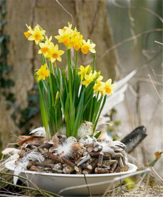 水仙花什么时候开花季节(水仙花什么时候开花季节是春天吗)