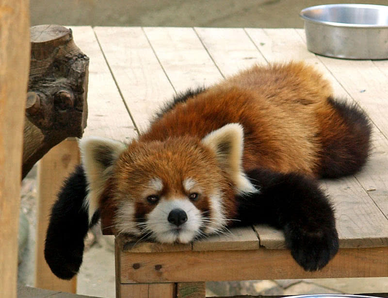 "僵尸"浣熊龇牙咧嘴惊现美国,再现电影《生化危机》