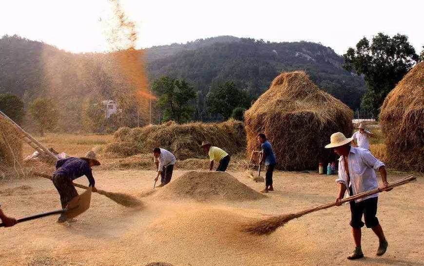 二十年后,农村老一辈的农民干不动了,留下的土地谁来耕种?