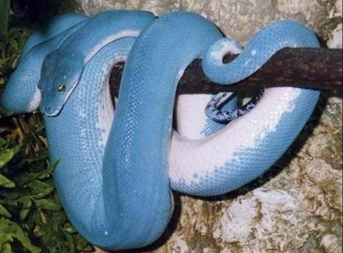 地球上10大最美丽的蛇类,眼镜王蛇第七,黑曼巴第五,竹叶青第三